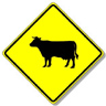 Cattle Crossing